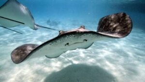 10 Scuba Diving Spots In Andaman Islands